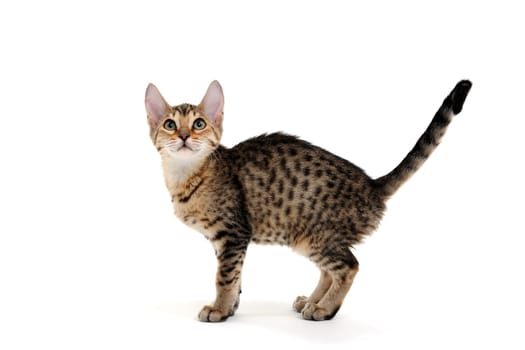 A spotted purebred smooth-haired cat stands on a white background. High quality photo