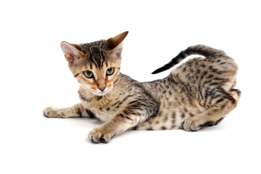 A Bengal cat lies on a white background. High quality photo