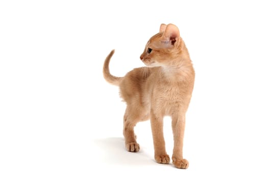 Abyssinian ginger cat stands on a white background. High quality photo