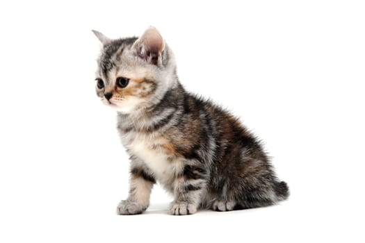 a striped purebred kitten sits on a white background. High quality photo