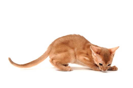 Abyssinian ginger cat lies on a white background. High quality photo