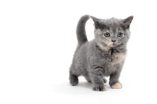 a purebred fluffy kitten stands on a white background. High quality photo