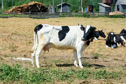 a cow stands in a pen on a farm, kholmogorskaya breed. High quality photo