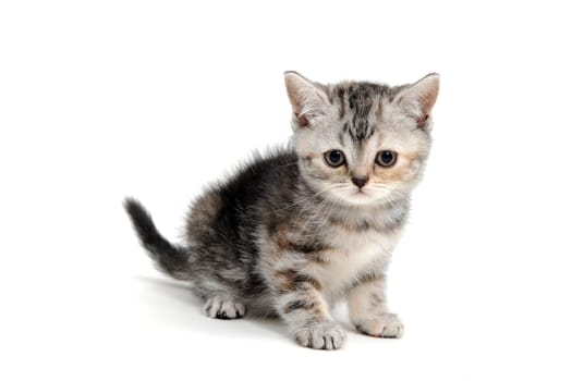a striped purebred kitten sits on a white background. High quality photo