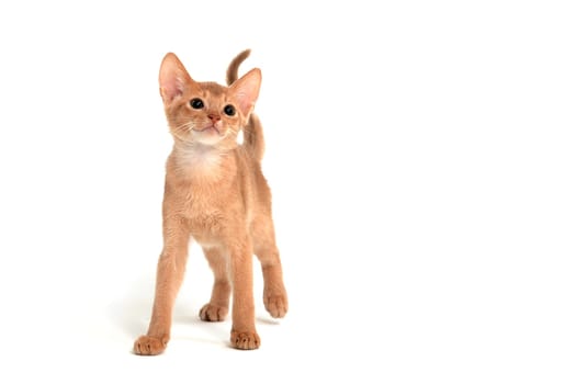 Abyssinian ginger cat stands on a white background. High quality photo