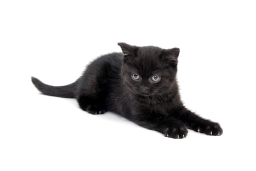 fluffy purebred black kitten with claws outstretched lies on an isolated background. High quality photo