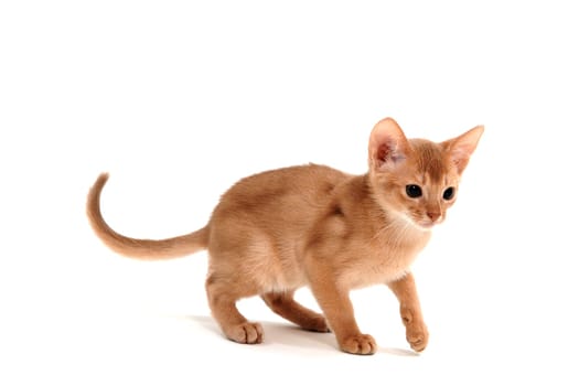 Abyssinian ginger cat stands on a white background. High quality photo