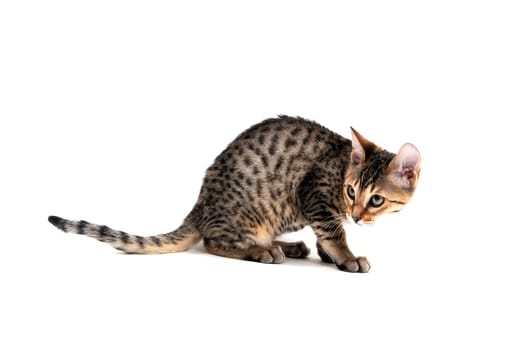 Purebred smooth-haired cat squinted sitting on a white background. High quality photo