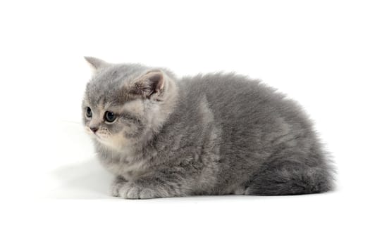 a purebred fluffy kitten lies on a white background. High quality photo