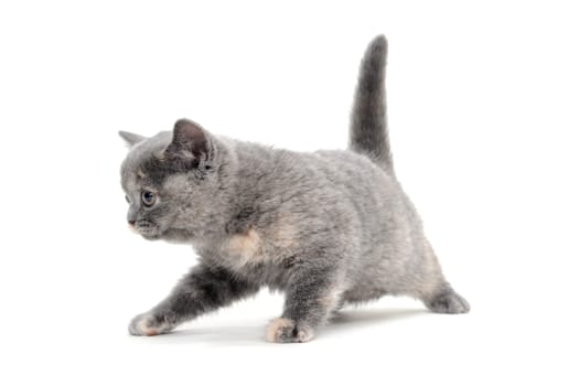 a purebred fluffy kitten runs on a white background. High quality photo