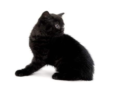 fluffy purebred black kitten with claws outstretched lies on an isolated background. High quality photo