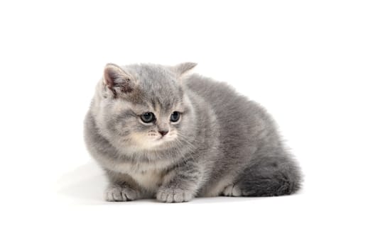 a purebred fluffy kitten lies on a white background. High quality photo