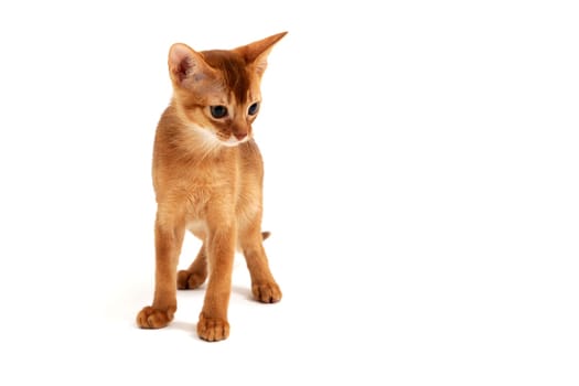 Abyssinian red cat stands on a white background. High quality photo