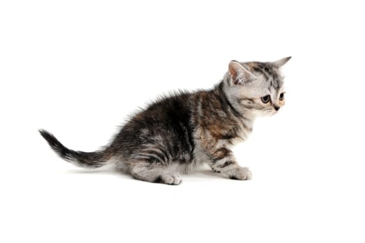 a striped purebred kitten sits on a white background. High quality photo