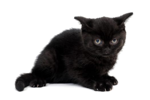fluffy purebred black kitten with claws outstretched lies on an isolated background. High quality photo