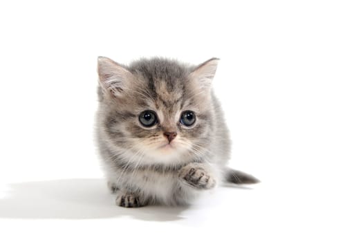 a purebred fluffy kitten lies on a white background. High quality photo