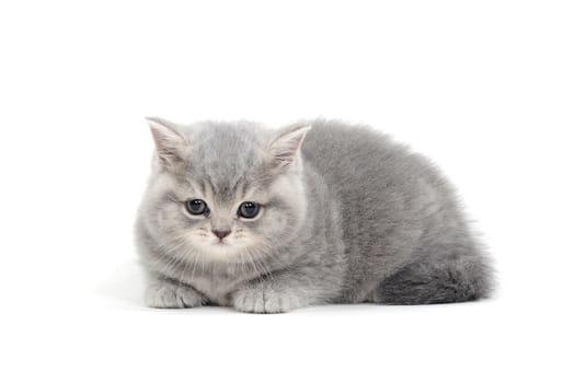 a purebred fluffy kitten lies on a white background. High quality photo