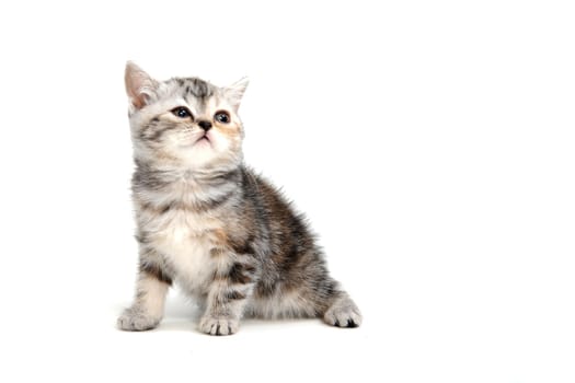 a striped purebred kitten sits on a white background. High quality photo