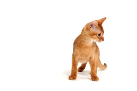 Abyssinian ginger cat stands on a white background. High quality photo