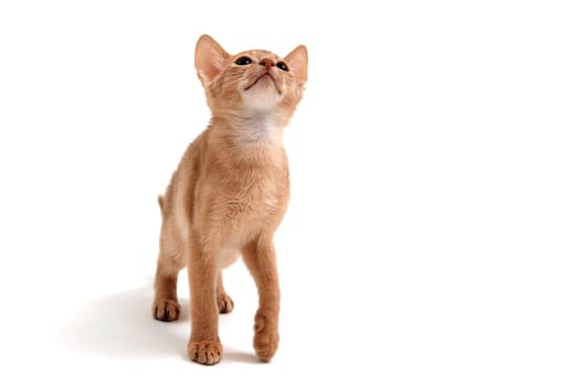 Abyssinian ginger cat stands on a white background. High quality photo