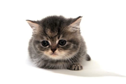 fluffy purebred kitten lies on a white background. High quality photo