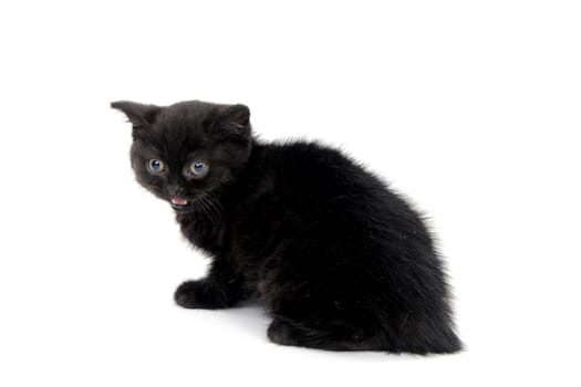 fluffy purebred black kitten sits sideways on an isolated background. High quality photo