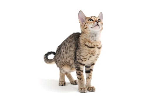 A purebred smooth-haired cat stands on a white background. High quality photo