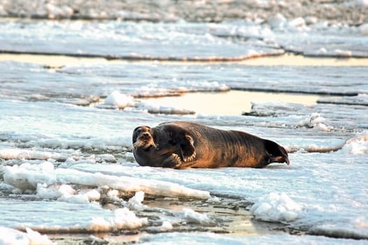 the seal is lying on the ice and resting basking in the sun. High quality photo