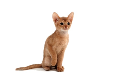 Abyssinian ginger cat sits and raises its paw on a white background. High quality photo