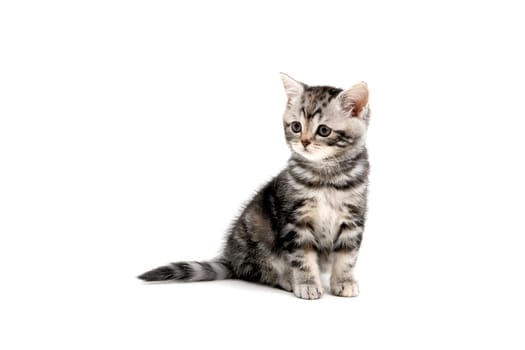 a striped purebred kitten sits on a white background. High quality photo