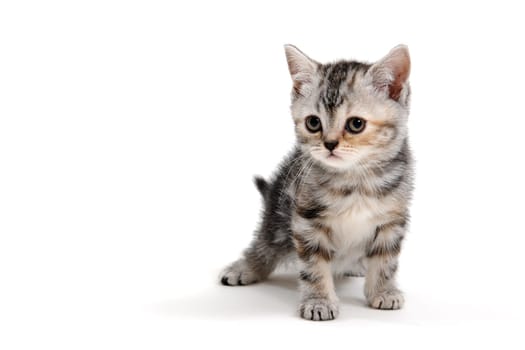 a striped purebred kitten sits on a white background. High quality photo