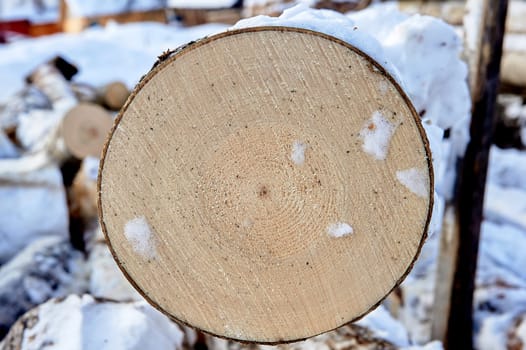 cross-section of pine, sawn wood. High quality photo