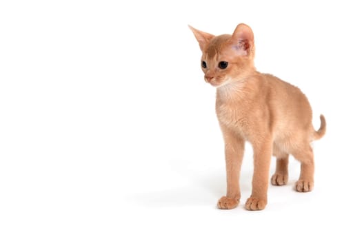 Abyssinian ginger cat stands on a white background. High quality photo