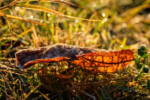 Close-up dried leaf with ice crystal in back lit