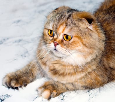 portrait of a fluffy golden chinchilla cat on a marble background, the theme of cats, kittens and cats in the house, pets their photos and their lives