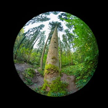 Conifer tree in a forest with fish-eye lens
