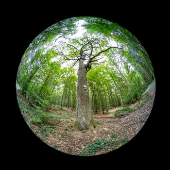 Huge old oak tree in a forest with fish-eye lens