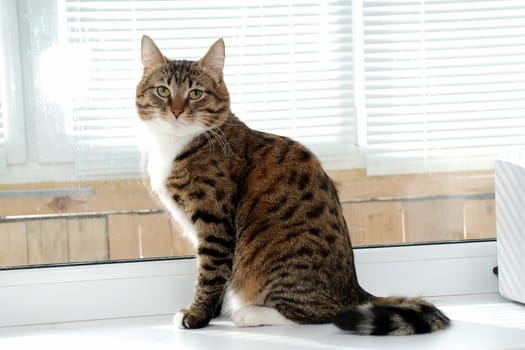 A gray striped fluffy cat sits on the windowsill. High quality photo