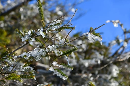 nice thaw in the sunshine