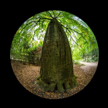 Huge beech tree trunk in a forest with fish-eye lens