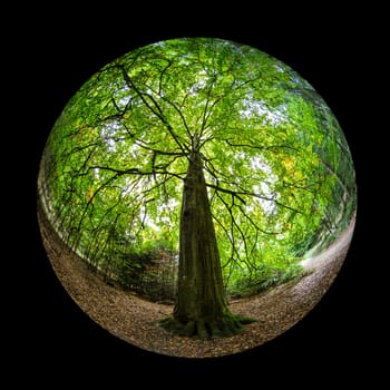 Old huge beech tree with trunk in a forest with fish-eye lens