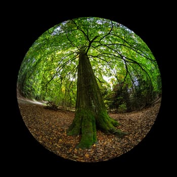 Huge mossy beech tree trunk in a forest with fish-eye lens