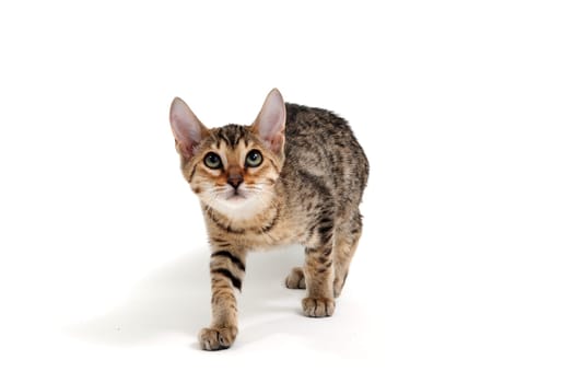 A purebred smooth-haired cat stands on a white background. High quality photo
