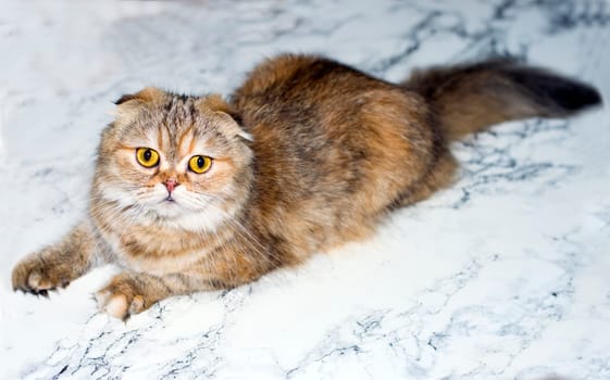fluffy golden chinchilla cat on marble background, theme cats, kittens and cats in the house, pets their photos and their life