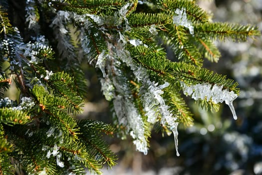 nice thaw in the sunshine