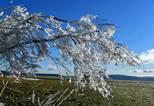 nice thaw in the sunshine