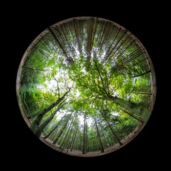 Fish-eye view forest trees reaching the sky scene