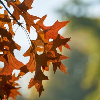 Leaves of a scarlet oak (Quercus coccinea) with reddish coloration in a park in autumn