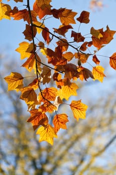Leaves from a tulip tree (Liriodendron tulipifera) with bright autumn color in a park near Magdeburg in Germany