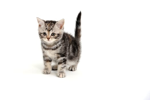 Purebred fluffy kitten on a white background. High quality photo